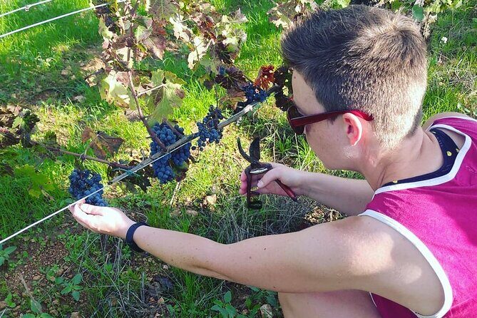 2 Wineries Small Group Tour with Free Hotel PickUp from Sitges - A short, smart way to hit Penedès for cava and wine