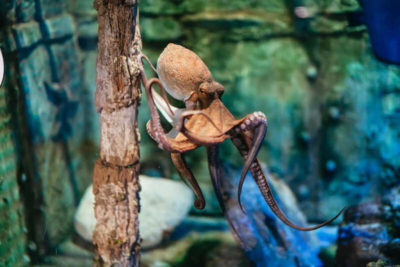 Barcelona Aquarium: Entry Ticket - Barcelona Aquarium in Port Vell: what makes it feel special