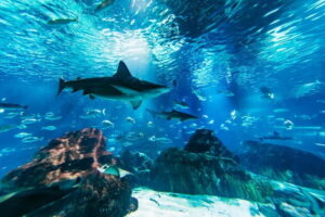 Barcelona Aquarium: Entry Ticket - Ticket price and time: is $31 good value?