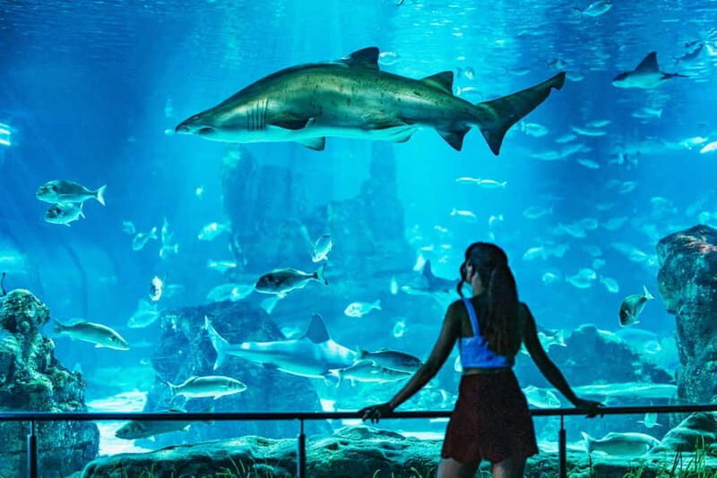 Barcelona Aquarium: Entry Ticket - Oceanarium tunnel walkthrough: 80 meters of sharks and rays
