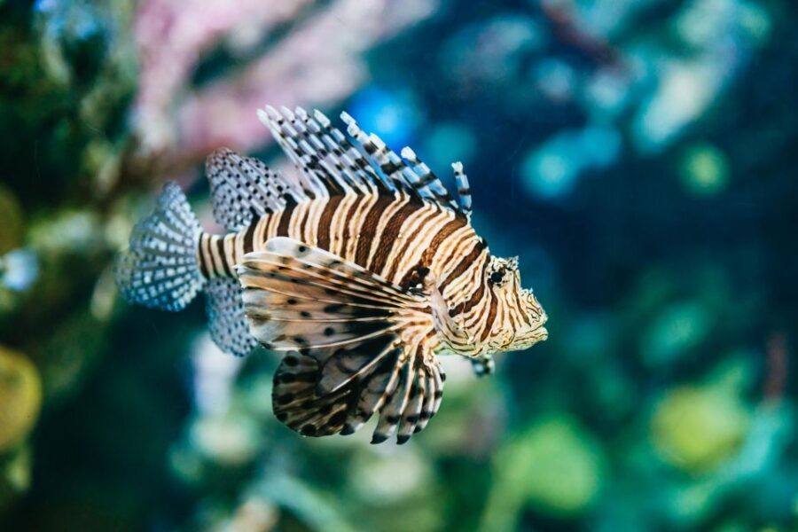 Barcelona Aquarium: Entry Ticket - The tanks: 35 exhibits, Mediterranean plus tropical variety