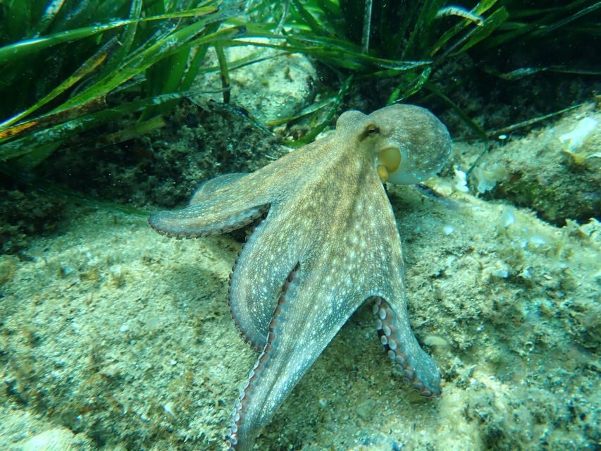 Barcelona: Costa Brava Kayak, Snorkel & Cliff Jump & Lunch - Kayaking the Costa Brava: Coves, Caves, and a Workout with Views