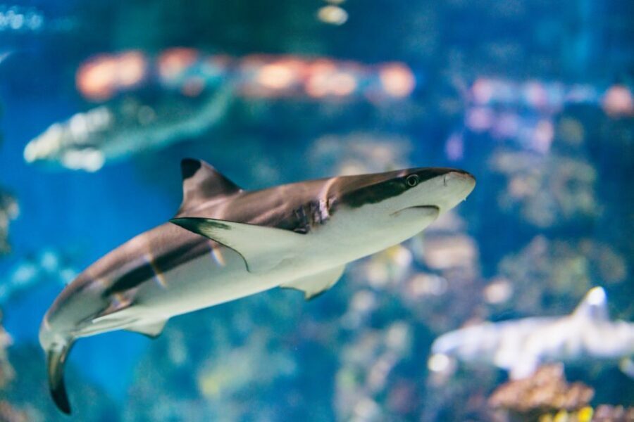Barcelona: Hop-On Hop-Off Bus & Aquarium Tour - Price and Value at a Glance for $73