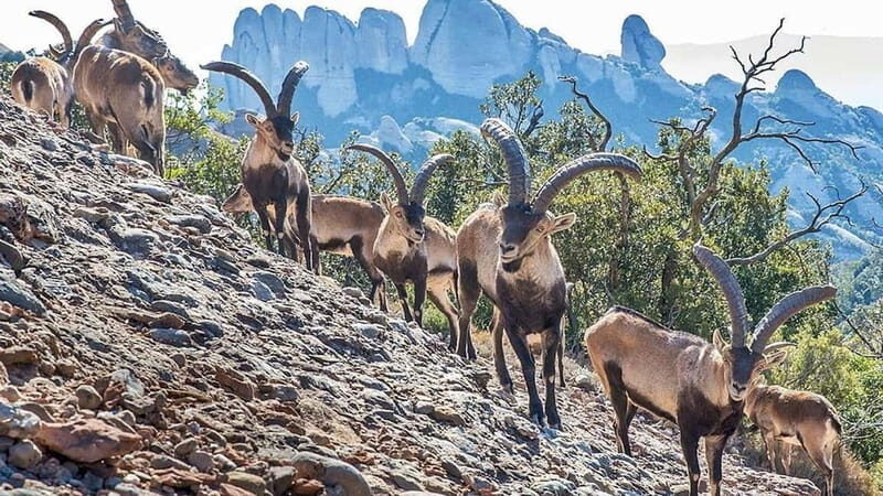 Barcelona: Montserrat Monastery and Black Madonna Day Trip - Getting There from Eixample: The Ride to the Massif