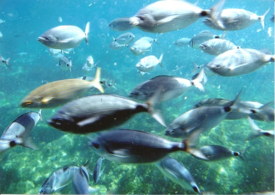 Cap Norfeu: Costa Brava Catamaran Trip with Underwater Views - A Catamaran That Puts You Face-to-Face With the Costa Brava