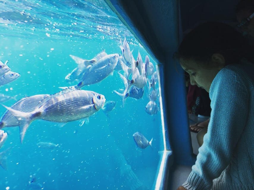 Cap Norfeu: Costa Brava Catamaran Trip with Underwater Views - Audio Guide on Your Phone: Use It Like a Running Commentary