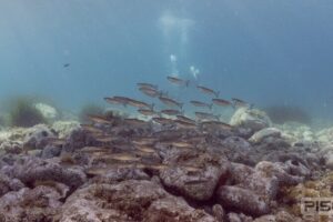 Double Discover Scuba Diving - Theory Isn’t a Lecture Here