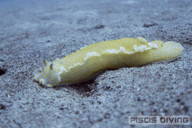 Double Discover Scuba Diving - What You Might See: Costa Brava Sea Life at Beginner Depths