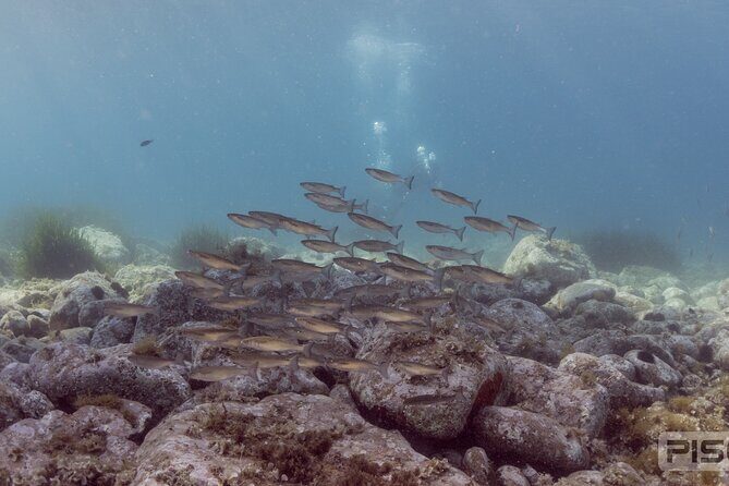 Double Discover Scuba Diving - Theory Isn’t a Lecture Here