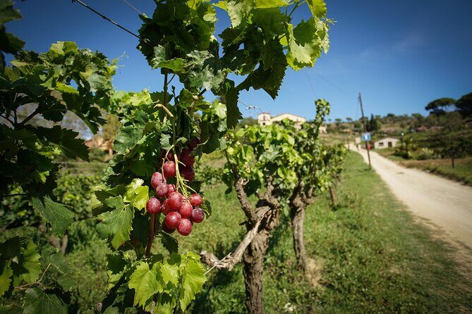 Ebike Tour, Winery, Wine Tasting & Sailing Experience(car option) - Price and value: what $108 covers in real terms