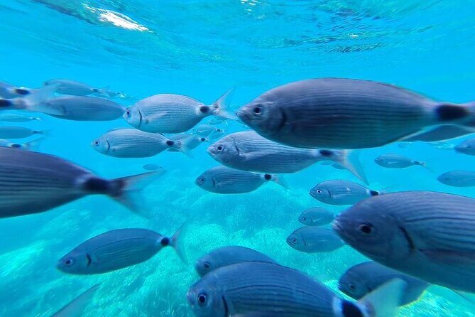 Explore Cap Norfeu and the Secret Cave: An Underwater World - Cala Murtra seabed viewing: the underwater world moment