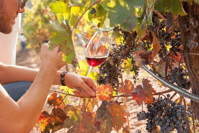 High-End Vineyard Escape: Cava, Tapas & Wine | Private Tour - Price and logistics: what you get for $598.87 per person