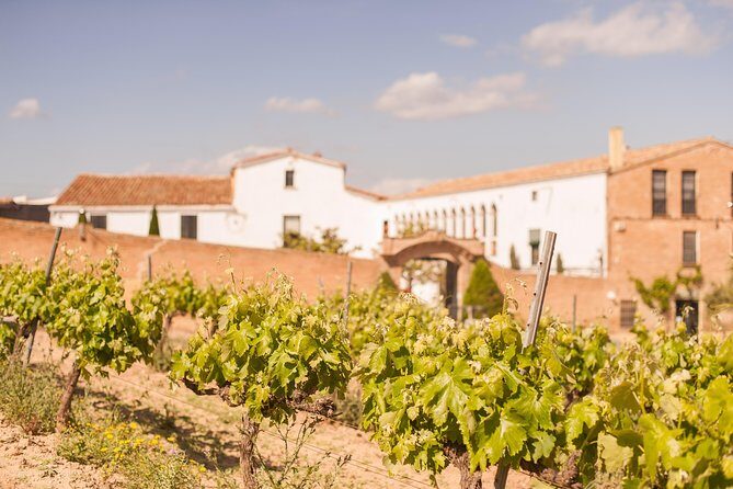 High-End Vineyard Escape: Cava, Tapas & Wine | Private Tour - Ca n’Estella masia stop: Anna Vidal, cava prestige, and veranda food