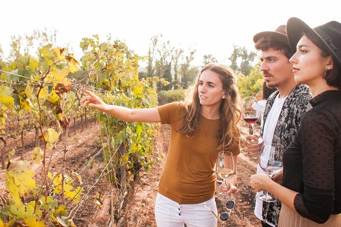 Montserrat & Cogwheel Train, Gourmet Wine Tasting & Tapas/Lunch - Montserrat Monastery with a Real Local Guide: Basilica, Stories, and Views