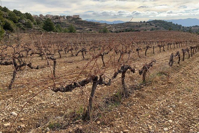 Private Priorat Tour with Wine Tastings & Lunch from Barcelona - How Much Walking and Drinking Should You Plan For?