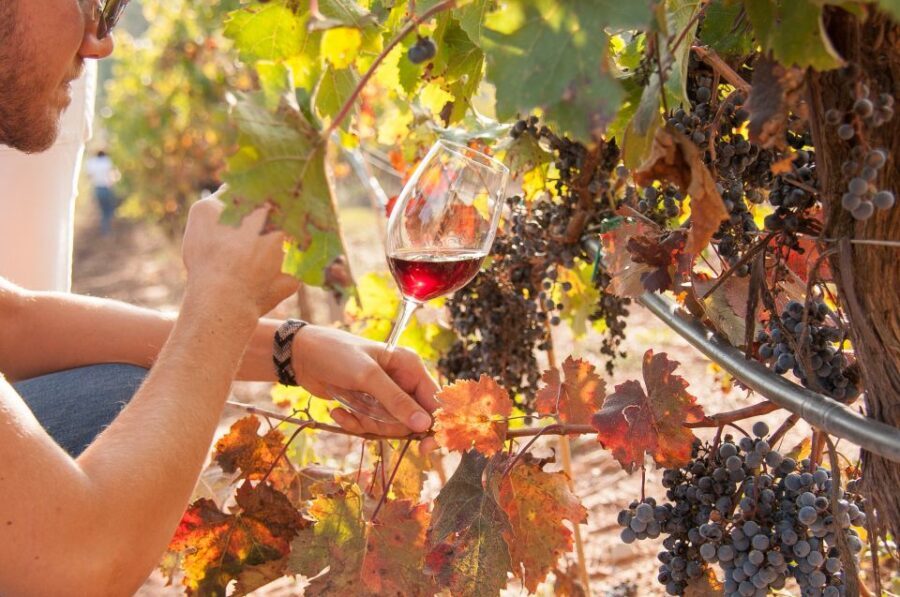 Private Wine, Tapas & Cava Experience from Barcelona - Price and Value: What You’re Paying For at $583 Per Person